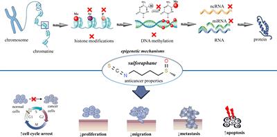 Anticancer properties of sulforaphane: current insights at the molecular level